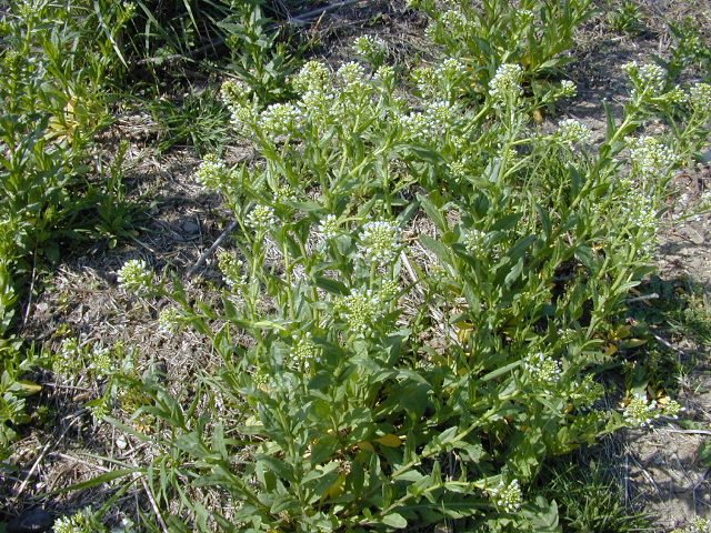 Hoary Cress, cardaria draba